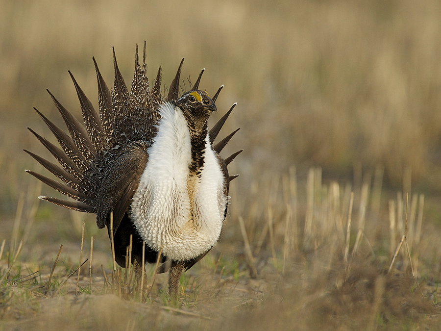 Delve_SageGrouse_News