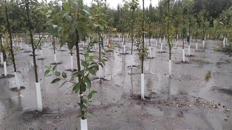 Phytoremediation at contaminated site