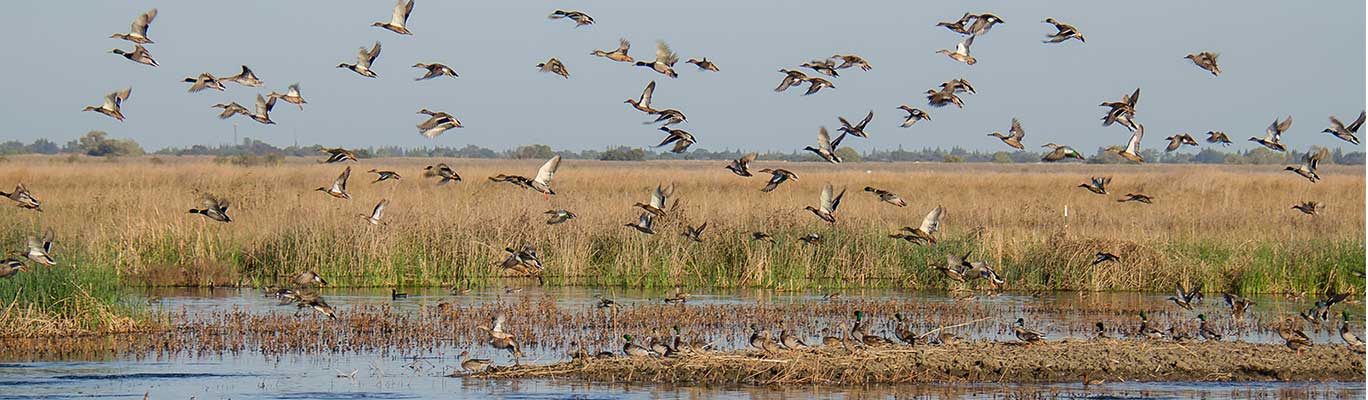 Birds flying over wetlands