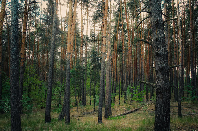 Forest Health Sustainability and Resilience