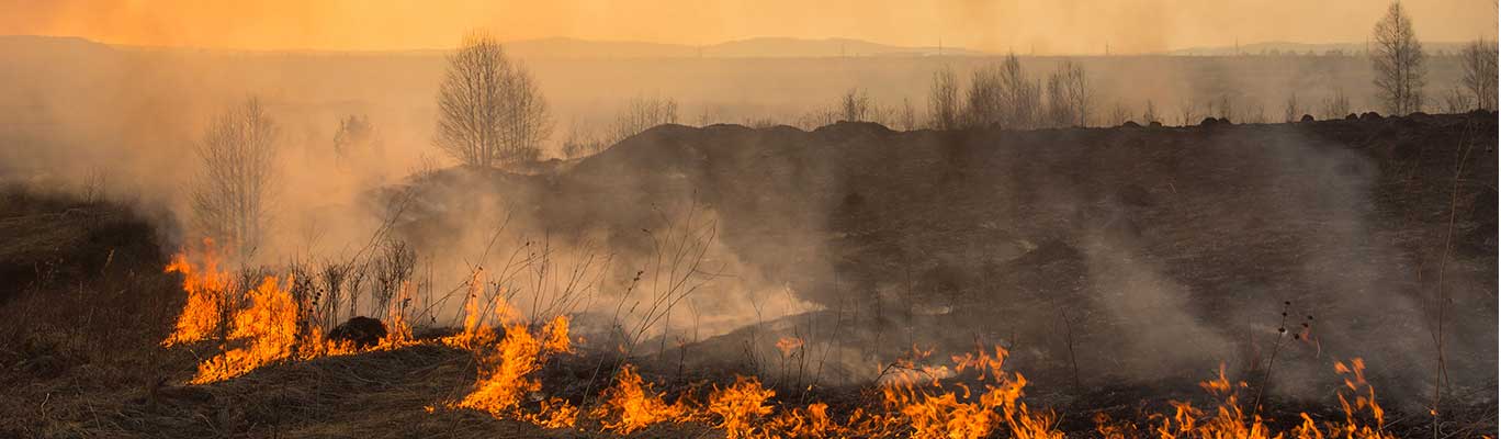 Wildfire in forest