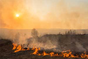 Wildfire in forest