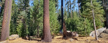 Forest floor and trees