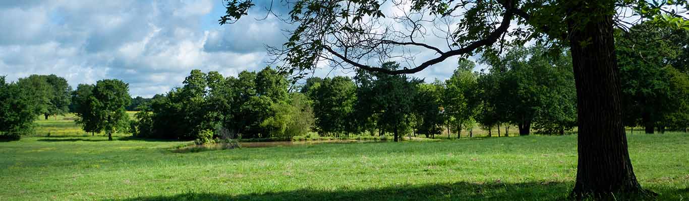 A grassy field with a large tree at the forefront