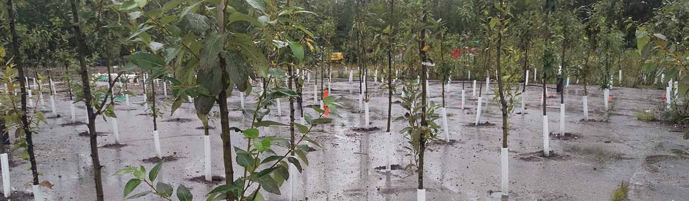 Phytoremediation planted trees