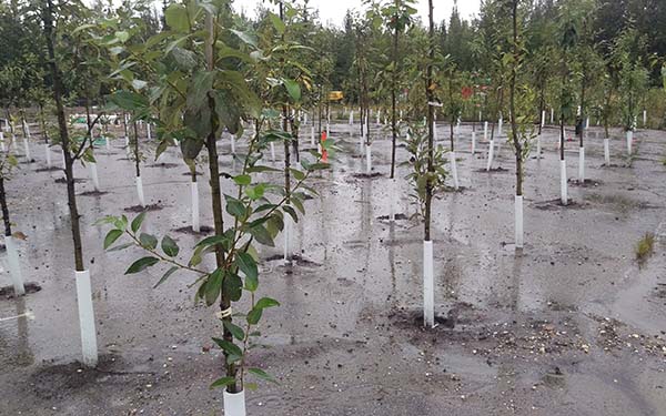 Phytoremediation planted trees