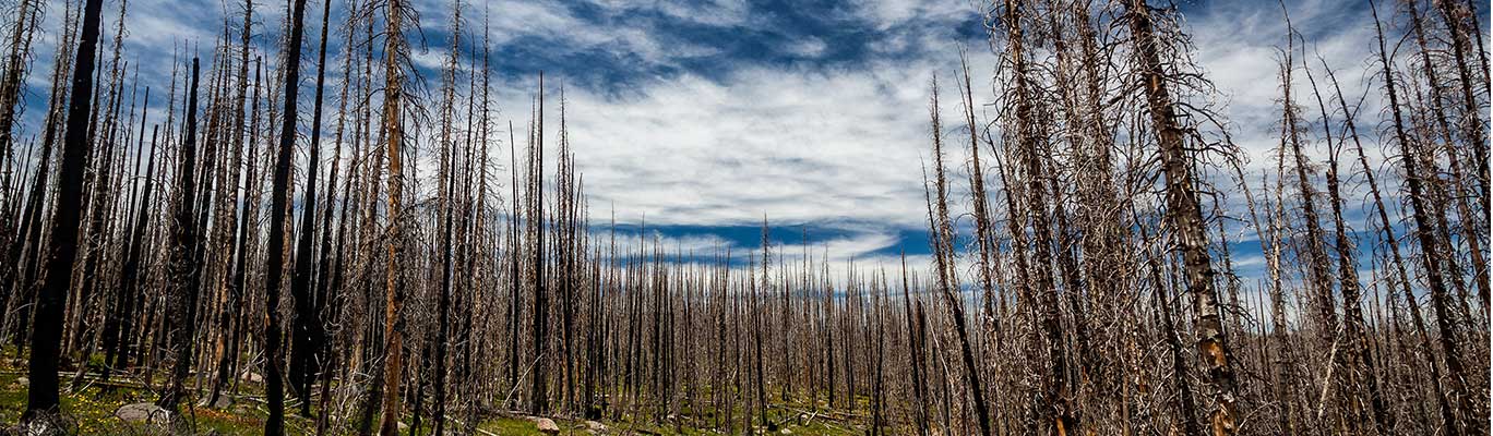 Burn area in forest after wildfire