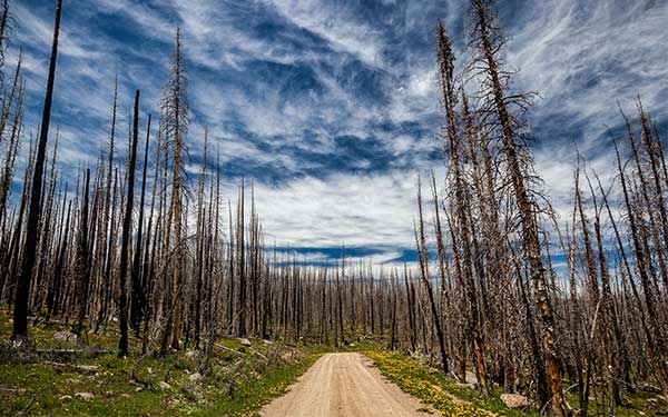 Burn area in forest after wildfire