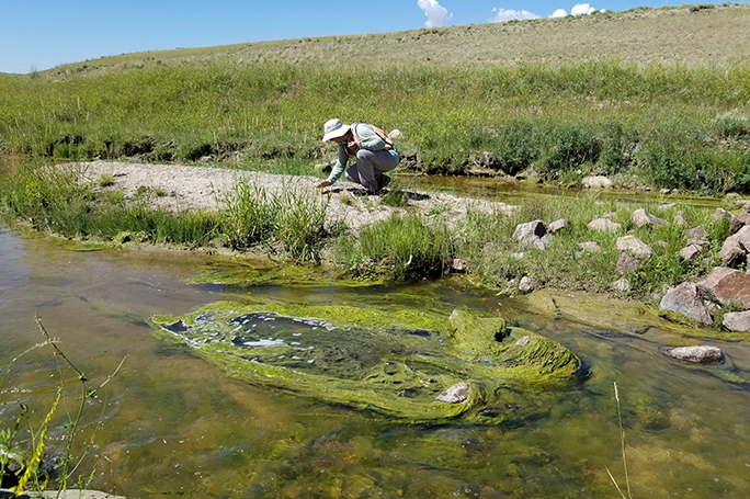 Wetland Delineation