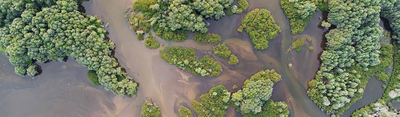 Aerial view of a wetland with water and trees