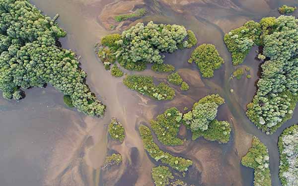Aerial view of a wetland with water and trees