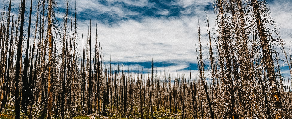 Wildfire Response: A Whole-System Approach