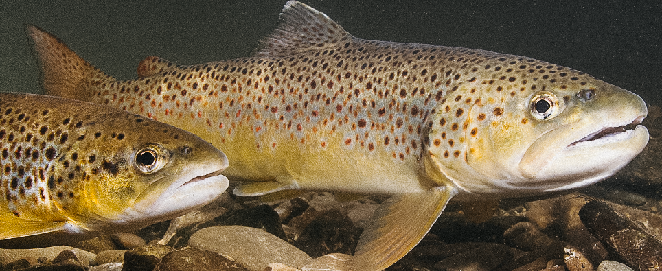 EPA Releases Final PFAS Limits for Aquatic Life