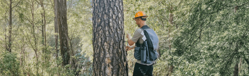 Image of Forest. Health Services