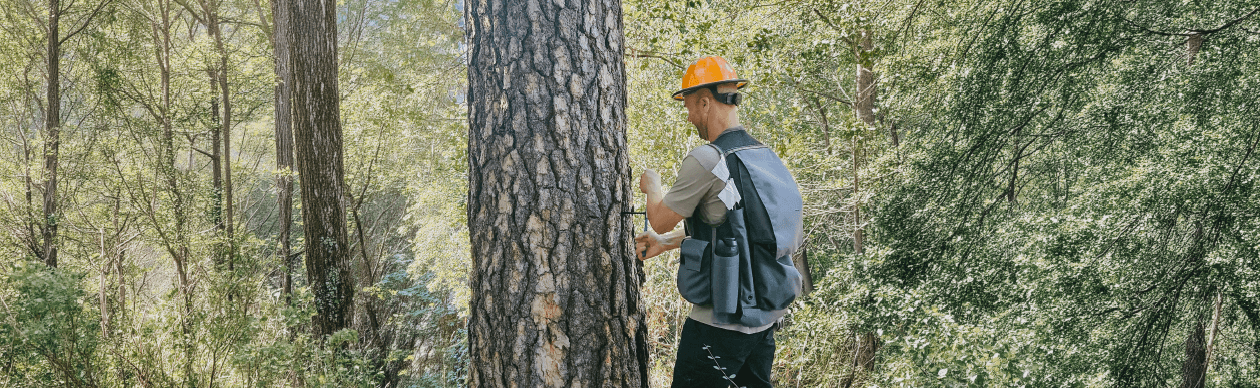 Image of Forest. Health Services