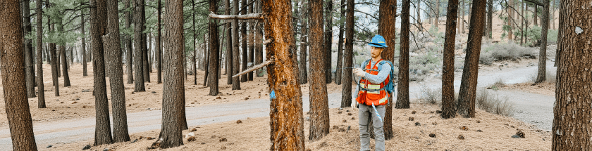 Forest Planning Services Image