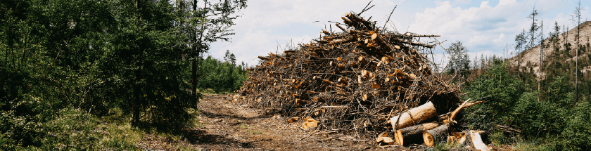 Image of Hazardous Fuels Reduction and Forest Resilience