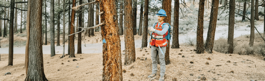 Inyo National Forest Roadside Fuels Reduction and Biomass Planning Hero Image