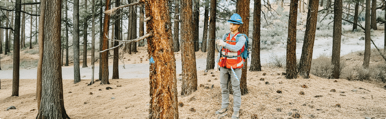 Inyo National Forest Roadside Fuels Reduction and Biomass Planning Hero Image