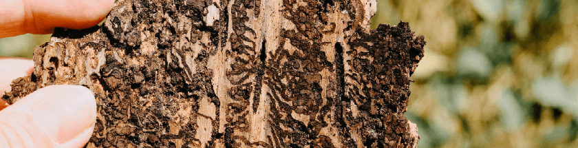 Image of Integrated Pest Management
