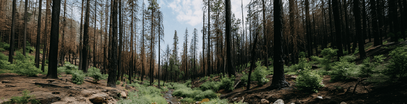 Image of Post-Fire Recovery Services