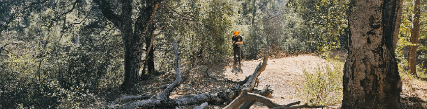 Registered Professional Forester Services Image