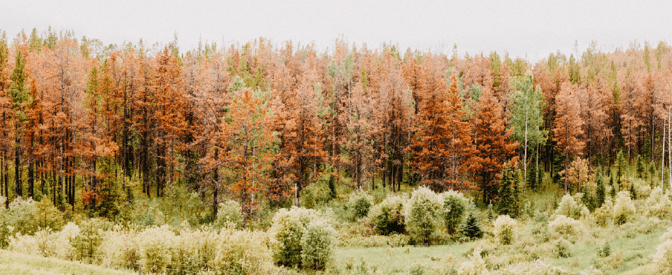 Utah Forest Health Image