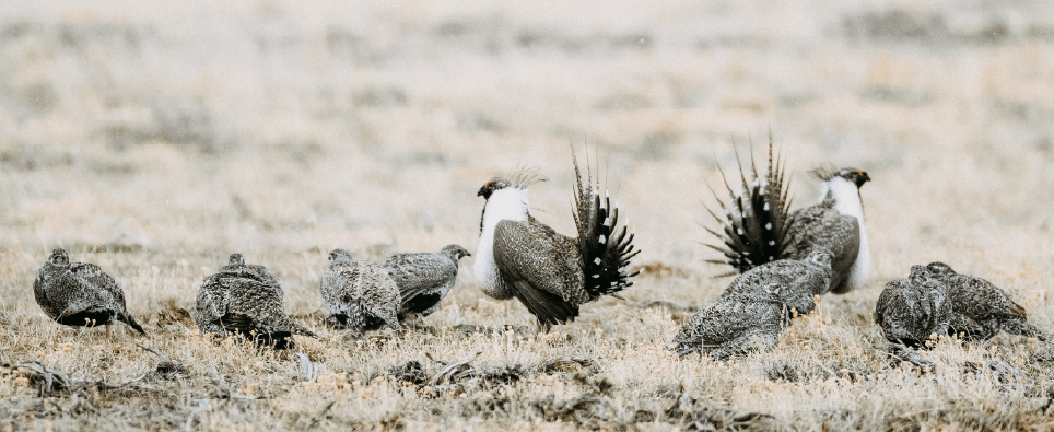 Image of Wyoming Sage Grouse